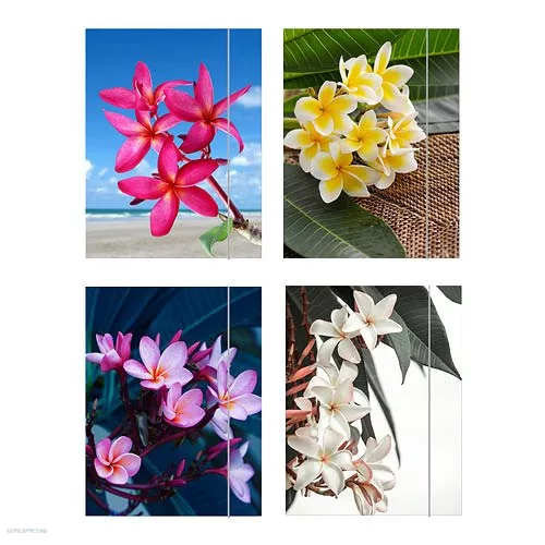 Iratgyűjtő gumis A/4 Flower